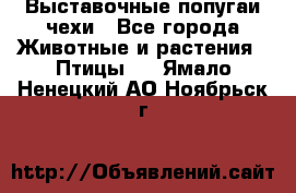 Выставочные попугаи чехи - Все города Животные и растения » Птицы   . Ямало-Ненецкий АО,Ноябрьск г.